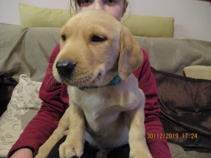 Furkids born 11th Nov 2019, pics taken 30th Dec 2019 - Image 37