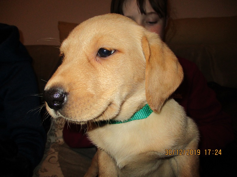 Furkids born 11th Nov 2019, pics taken 30th Dec 2019 - Image 39