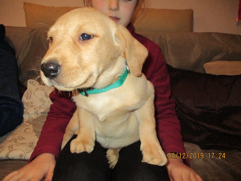 Furkids born 11th Nov 2019, pics taken 30th Dec 2019 - Image 40