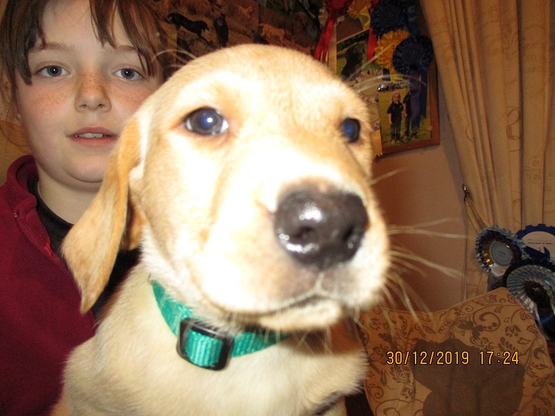 Furkids born 11th Nov 2019, pics taken 30th Dec 2019 - Image 41