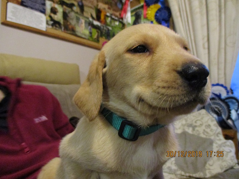 Furkids born 11th Nov 2019, pics taken 30th Dec 2019 - Image 42