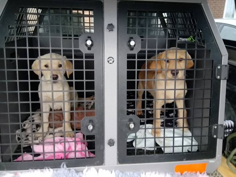 Older Furkids, Approx 4 Months.  Fully Vaccinated, Ideal Choice For The Family That Wants To Go Out & About Now