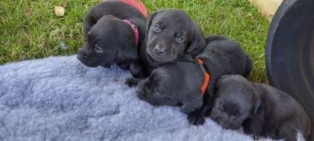 Furkids Born 23rd May 2022